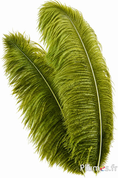 Struisvogel premium - 50-60 cm - avocado groen